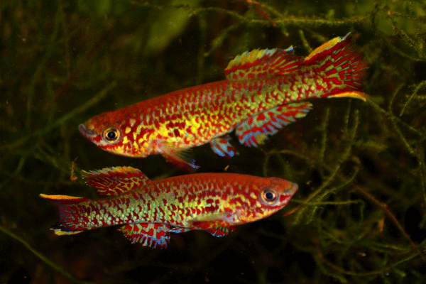 Aphyosemion gardneri Zierfische beim Balzverhalten im Aquarium. Killis sind Hobby in Aquaristik und Beruf in Fischzucht.